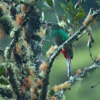 Kwezal herbowy - Pharomachrus mocinno - Resplendent Quetzal