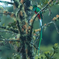 Kwezal herbowy - Pharomachrus mocinno - Resplendent Quetzal