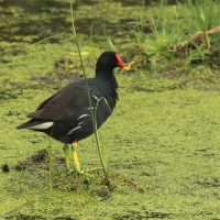 Kokoszka - Gallinula chloropus - Common Moorhen