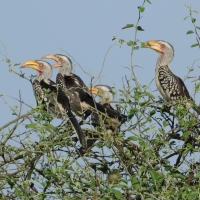 Toko czerwonolicy - Tockus leucomelas - Southern Yellow-billed Hornbill