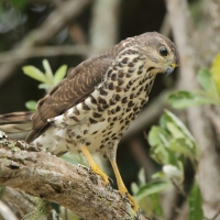 Krogulec trzypręgowy - Accipiter tachiro - African Goshawk