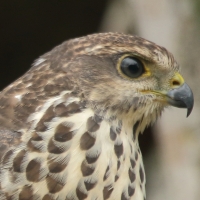 Krogulec trzypręgowy - Accipiter tachiro - African Goshawk