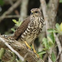 Krogulec trzypręgowy - Accipiter tachiro - African Goshawk