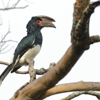 Dzioborożec trąbiący - Bycanistes bucinator - Trumpeter Hornbill