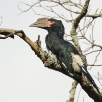 Dzioborożec trąbiący - Bycanistes bucinator - Trumpeter Hornbill