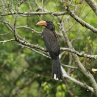 Toko czarnogłowy - Lophoceros alboterminatus - Crowned Hornbill