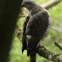 Gadożer krótkoskrzydły - Circaetus fasciolatus - Southern Banded Snake Eagle