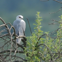 Kaniuk - Elanus caeruleus - Black-winged Kite
