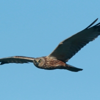 Błotniak stawowy - Circus aeruginosus - Western Marsh Harrier