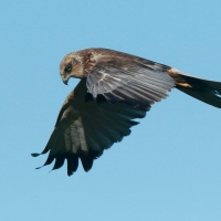Błotniak stawowy - Circus aeruginosus - Western Marsh Harrier