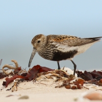 Biegus zmienny - Calidris alpina - Dunlin