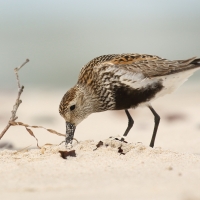 Biegus zmienny - Calidris alpina - Dunlin