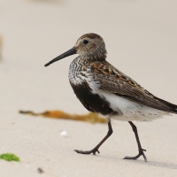Biegus zmienny - Calidris alpina - Dunlin
