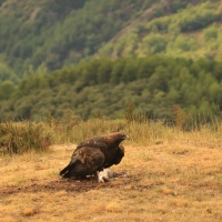 Orzeł przedni - Aquila chrysaetos - Golden Eagle