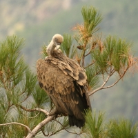 Sęp płowy - Gyps fulvus - Griffon Vulture