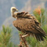 Sęp płowy - Gyps fulvus - Griffon Vulture