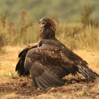 Orzeł przedni - Aquila chrysaetos - Golden Eagle