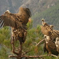Sęp płowy - Gyps fulvus - Griffon Vulture