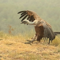 Sęp płowy - Gyps fulvus - Griffon Vulture