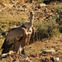 Sęp płowy - Gyps fulvus - Griffon Vulture