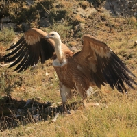 Sęp płowy - Gyps fulvus - Griffon Vulture