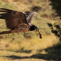 Orłosęp - Gypaetus barbatus - Bearded Vulture