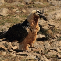 Orłosęp - Gypaetus barbatus - Bearded Vulture