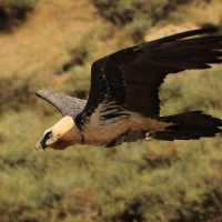 Orłosęp - Gypaetus barbatus - Bearded Vulture