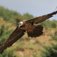 Orłosęp - Gypaetus barbatus - Bearded Vulture
