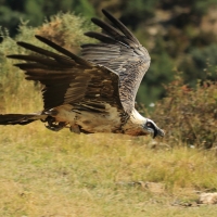 Orłosęp - Gypaetus barbatus - Bearded Vulture