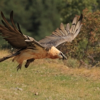 Orłosęp - Gypaetus barbatus - Bearded Vulture
