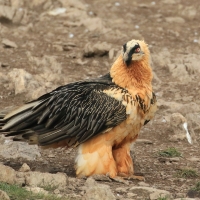 Orłosęp - Gypaetus barbatus - Bearded Vulture