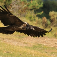 Orłosęp - Gypaetus barbatus - Bearded Vulture