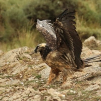 Orłosęp - Gypaetus barbatus - Bearded Vulture