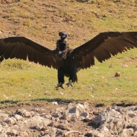 Sęp kasztanowaty - Aegypius monachus - Black Vulture