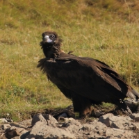 Sęp kasztanowaty - Aegypius monachus - Black Vulture