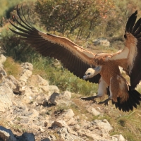 Sęp płowy - Gyps fulvus - Griffon Vulture