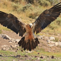 Orłosęp - Gypaetus barbatus - Bearded Vulture