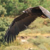 Sęp kasztanowaty - Aegypius monachus - Black Vulture