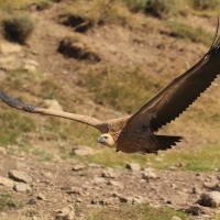 Sęp płowy - Gyps fulvus - Griffon Vulture