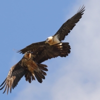 Orłosęp - Gypaetus barbatus - Bearded Vulture
