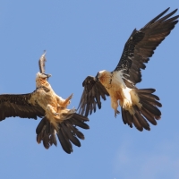 Orłosęp - Gypaetus barbatus - Bearded Vulture