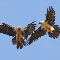 Orłosęp - Gypaetus barbatus - Bearded Vulture