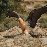 Orłosęp - Gypaetus barbatus - Bearded Vulture