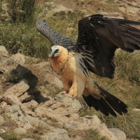 Orłosęp - Gypaetus barbatus - Bearded Vulture
