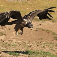 Orłosęp - Gypaetus barbatus - Bearded Vulture