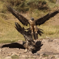 Orłosęp - Gypaetus barbatus - Bearded Vulture