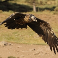 Orłosęp - Gypaetus barbatus - Bearded Vulture