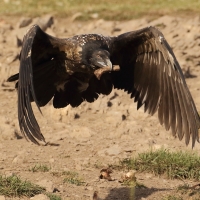 Orłosęp - Gypaetus barbatus - Bearded Vulture