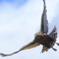 Gadożer brunatny - Circaetus cinereus - Brown Snake Eagle